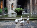 Resident guests at the Barcelona Cathedral.