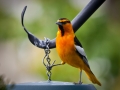 Oriole at feeder outside the kitchen window.