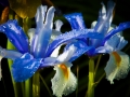 Irises after a spring storm.